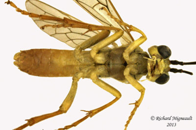 Common sawfly - Tenthredo verticalis 3 m13 10,1mm 