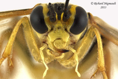 Common sawfly - Tenthredo verticalis 4 m13 10,1mm 