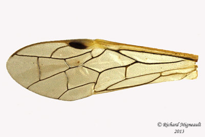 Common sawfly - Tenthredo verticalis 5 m13 10,1mm 
