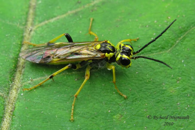 Common sawfly - Tenthredo verticalis m10