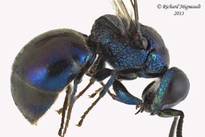 Cuckoo Wasp - Omalus sp1 2 m13 3,5mm 