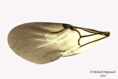 Cuckoo Wasp - Omalus sp1 4 m13 3,5mm 