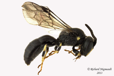 Masked Bee - Hylaeus modestus modestus 1 m13 5,1mm 