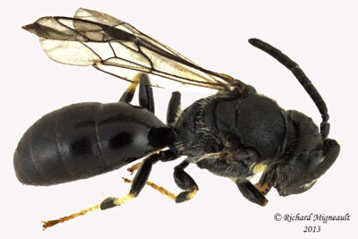 Masked Bee - Hylaeus modestus modestus 2 m13 5,1mm 