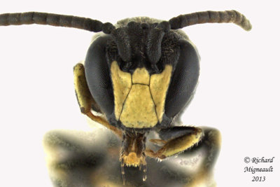 Masked Bee - Hylaeus modestus modestus 3 m13 5,1mm 