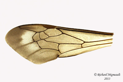 Cuckoo Bee - Nomada maculata 3 m13 9,8mm