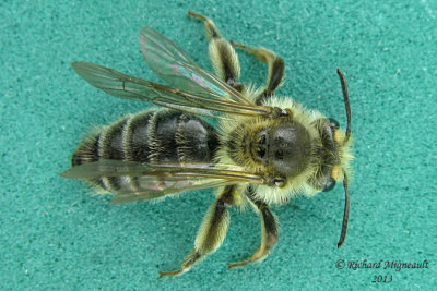 Mining Bee - Andrena sp6 2 m13 12,8mm 