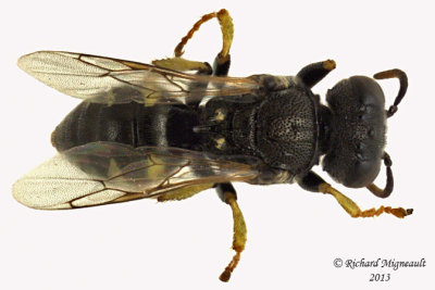 Crabronidae - Oxybelus bipunctatus 2 m13 4,3mm