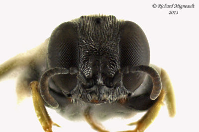 Crabronidae - Oxybelus bipunctatus 3 m13 4,3mm