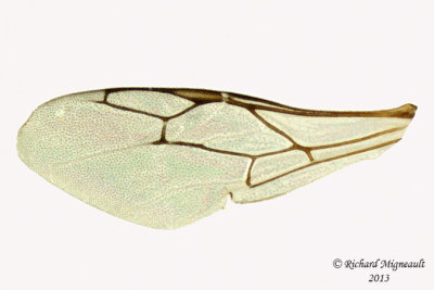 Crabronidae - Oxybelus sp 4 m13 4,3mm 