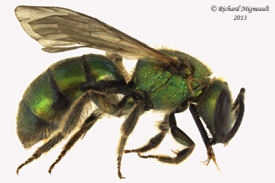 Sweat Bee - Augochlorella or Augochlora pura 1 m13 7,1mm 