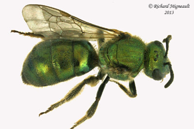 Sweat Bee - Augochlorella or Augochlora pura 2 m13 7,1mm