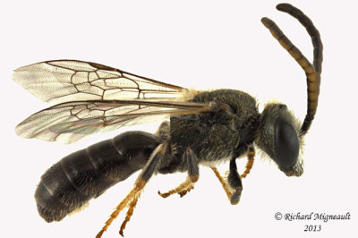Sweat bee - Dialictus sp1 1 m13 5,3mm 