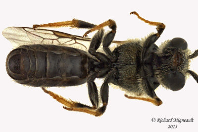 Sweat bee - Dialictus sp1 3 m13 5,3mm 