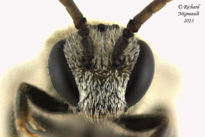 Sweat bee - Dialictus sp1 4 m13 5,3mm 
