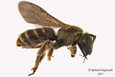 Sweat bee - Halictus sp1 1 m13 7,3mm 