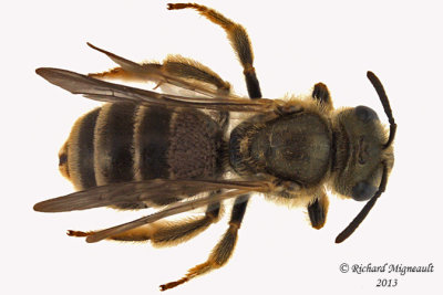 Sweat bee - Halictus sp1 2 m13 7,3mm 