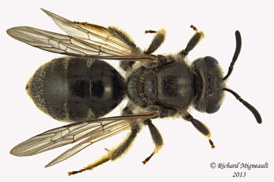 Sweat bee - Lasioglossum - Weak-veined species  sp1 2 m13 6,3mm 