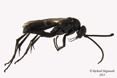 Spider Wasp - Anoplius sp1 1 m13 7,4mm 