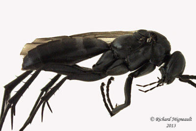 Spider Wasp - Anoplius sp1 2 m13 7,4mm 
