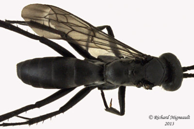 Spider Wasp - Anoplius sp1 3 m13 7,4mm 