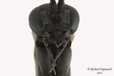 Spider Wasp - Anoplius sp1 4 m13 7,4mm 