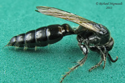 Tiphiid Wasp - Tiphia sp3 1 m13 17mm 