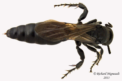 Tiphiid Wasp - Tiphia sp3 2 m13 17mm 
