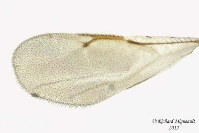 Eurytomidae - Eurytominae sp3 3 m12