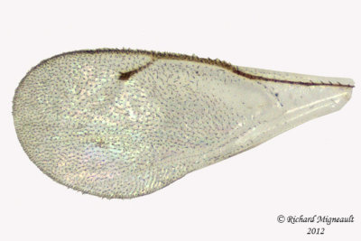 Eurytomidae - Tetramesa sp1 3 m12