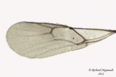 Braconid Wasp - Aphidiinae, monoctonus sp1 4 m12