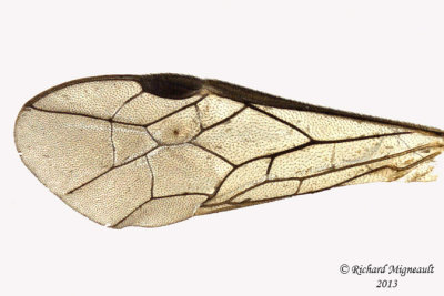 Common sawfly - Taxonus rufocinctus 3 m12