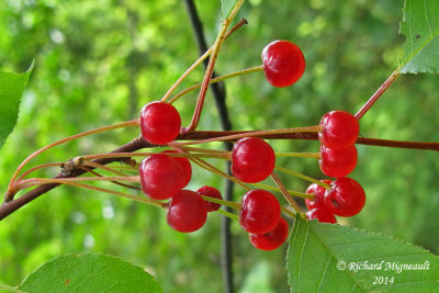 Petit merisier - Wild red cherry - Prunus pensylvanica 5 m14 