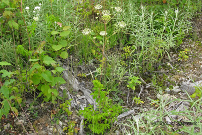 Aralie hispide - Bristly sarsaparilla - Aralia hispida 1 m14 