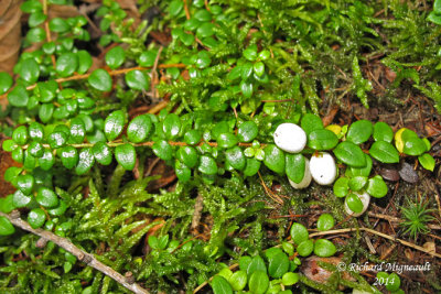 Petit th - Snowberry - Gaultheria hispidula 3 m14 