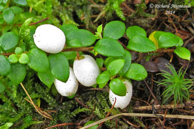 Petit th - Snowberry - Gaultheria hispidula 4 m14 