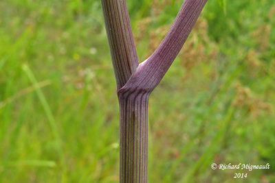 Cicutaire macule - Water hemlock - Cicuta maculata 7 m14 
