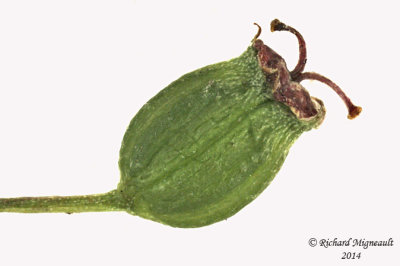 Cicutaire macule - Water hemlock - Cicuta maculata 8 m14 