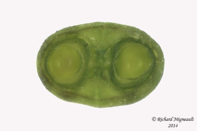 Cicutaire macule - Water hemlock - Cicuta maculata 9 m14 