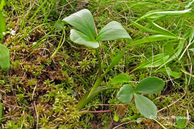 Herbe  canards - Buckbean - Menyanthes trifoliata 1 m14 
