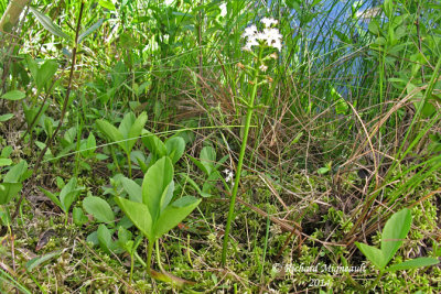 Herbe  canards - Buckbean - Menyanthes trifoliata 2 m14 