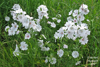 Mauve musque - Musk mallow - Malva moschata 5 m14 