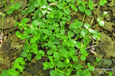 Vronique  feuille de serpolet - Thyme leaved speedwelll - Veronica serpyllifolia 6 m14 