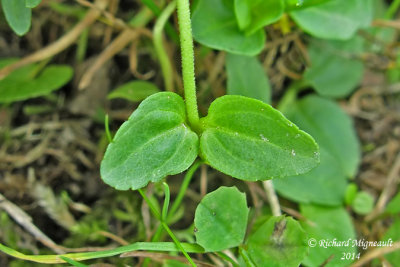 Vronique  feuille de serpolet - Thyme leaved speedwelll - Veronica serpyllifolia 7 m14