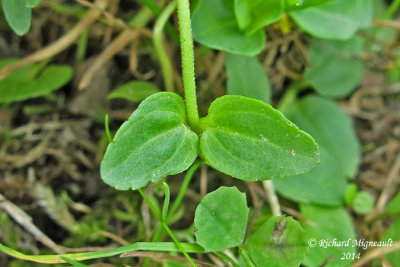 Véronique à feuille de serpolet - Thyme leaved speedwelll - Veronica serpyllifolia 7 m14