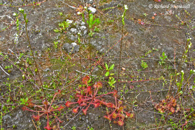 Rossolis  feuilles rondes - Round-leaved sundew - Drosera rotundifolia 1 m14 