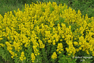 Lysimaque ponctuée - Spotted garden loosestrife - lysimachia punctata 1 m14