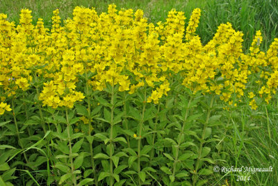 Lysimaque ponctuée - Spotted garden loosestrife - lysimachia punctata 2 m14