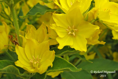 Lysimaque ponctuée - Spotted garden loosestrife - lysimachia punctata 5 m14