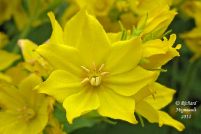 Lysimaque ponctuée - Spotted garden loosestrife - lysimachia punctata 6 m14